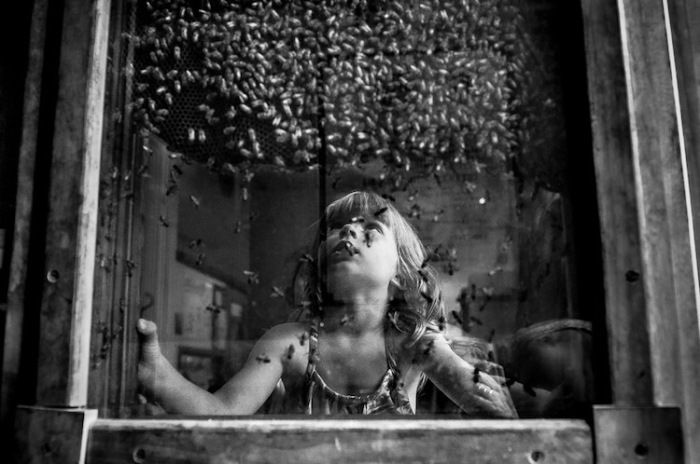 В поисках королевы. Автор: Hutchins. Польша/США.