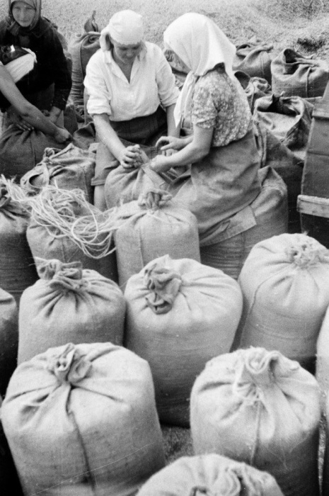 Женщины завязывают мешки с сеном для дальнейшей транспортировки. УССР, 1950-е годы. Женщины завязывают мешки с сеном для дальнейшей транспортировки. УССР, 1950-е годы.