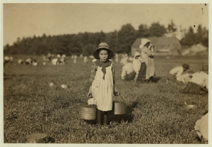 Сезонный сбор клюквы в сентябре 1911 года. Сезонный сбор клюквы в сентябре 1911 года.