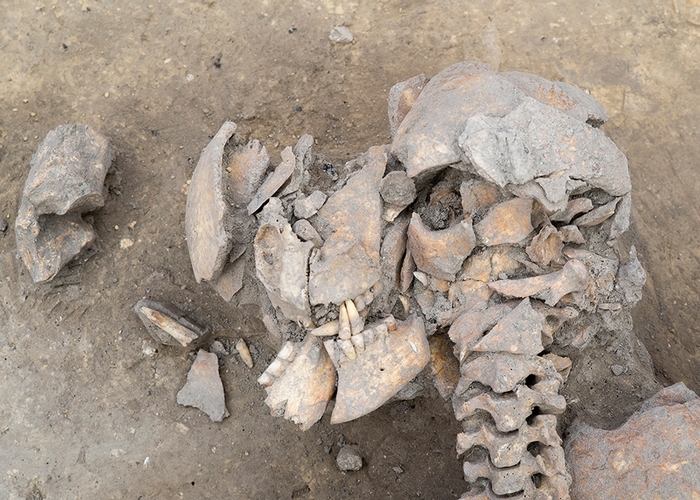 Каменные топоры -расколотые черепа. Каменные топоры -расколотые черепа.