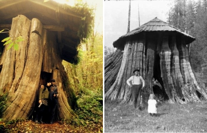 Дом-пенек, в котором достаточно комфортно жить.