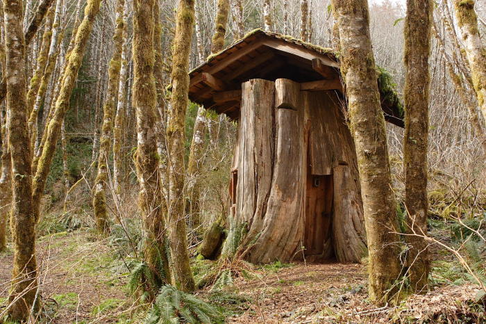 Дом в пне. Округ Пасифик, штат Вашингтон. | Фото: mapio.net.