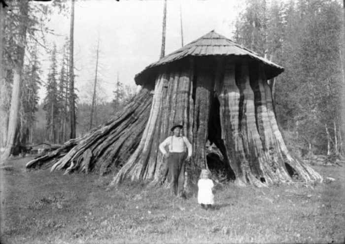 Дом в пне. | Фото: historylink.org.