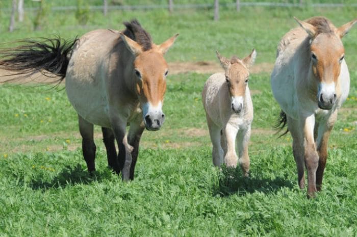 Лошадь Пржевальского | Фото: smartnews.ru Лошадь Пржевальского | Фото: smartnews.ru