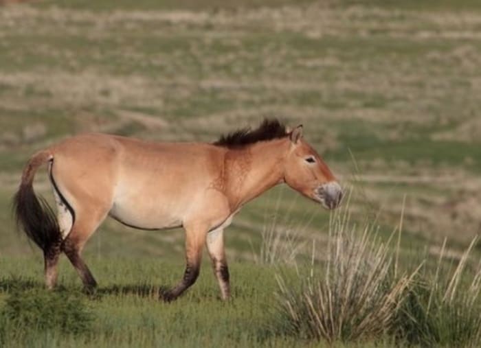 Лошадь Пржевальского | Фото: china-and-beyond.co.uk Лошадь Пржевальского | Фото: china-and-beyond.co.uk