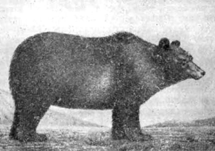 Тибетский медведь, открытый Пржевальским | Фото: smartnews.ru Тибетский медведь, открытый Пржевальским | Фото: smartnews.ru