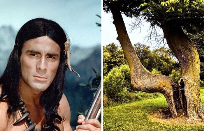 Американский индеец и путеводное дерево. Американский индеец и путеводное дерево.