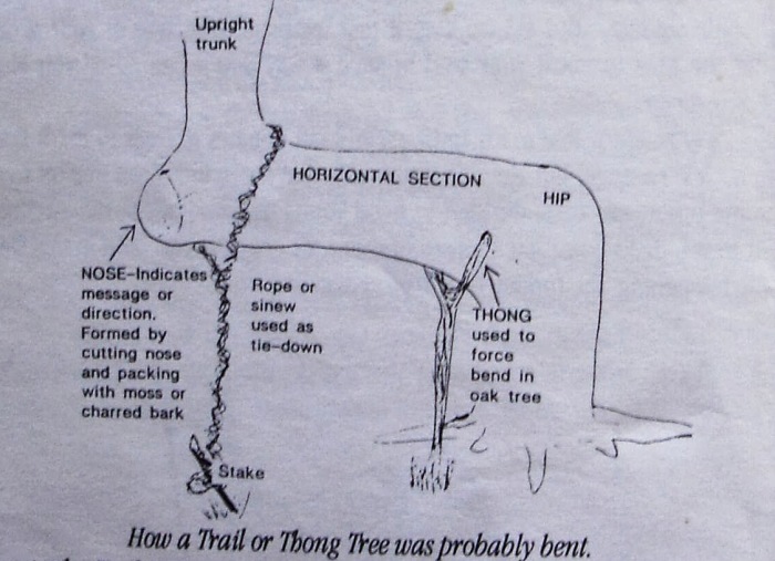 Так индейцы искривляли стволы путеводных деревьев. | Фото: bluestarrgallery.blogspot.com. Так индейцы искривляли стволы путеводных деревьев. | Фото: bluestarrgallery.blogspot.com.