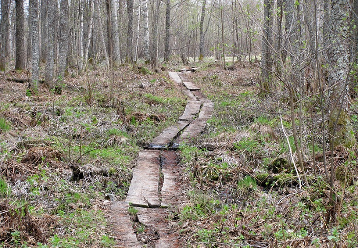 Тропа к Чистому болоту. | Фото: istpravda.ru. Тропа к Чистому болоту. | Фото: istpravda.ru.