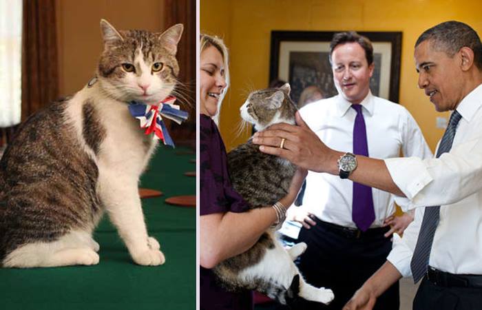 Почетные Коты-Мышеловы Британского Королевства. Почетные Коты-Мышеловы Британского Королевства.