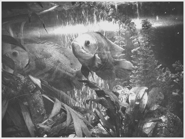 pages-7bHR1mKjnN-3222