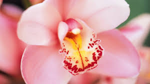 images (1)