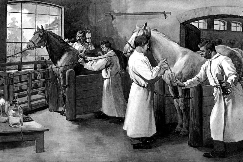 veterinary_na_konnom_zavode