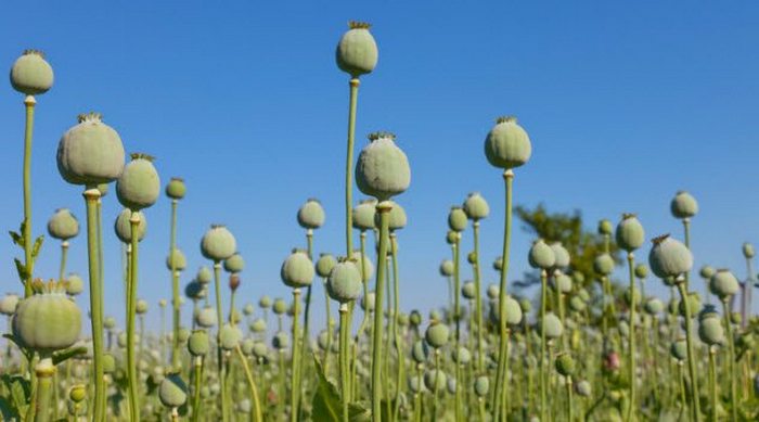 Опиумный мак как средство расслабиться. Опиумный мак как средство расслабиться.