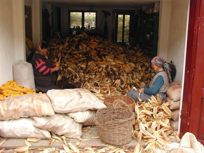 Чистка кочанов кукурузы в Бьертане. | Фото: biertan.ro. Чистка кочанов кукурузы в Бьертане. | Фото: biertan.ro.