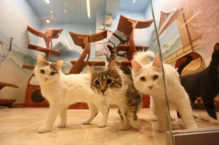 К кошкам в семье особое отношение. / Фото: /www.yamoskva.com К кошкам в семье особое отношение. / Фото: /www.yamoskva.com