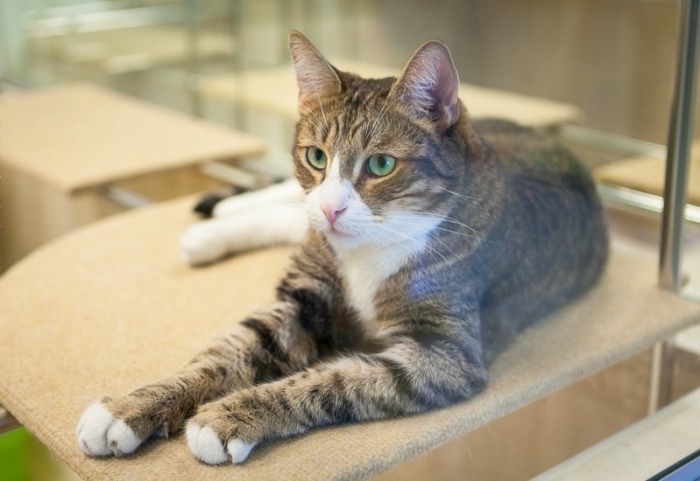 Знаменитый кот Борис. / Фото: Антон Галкин Знаменитый кот Борис. / Фото: Антон Галкин