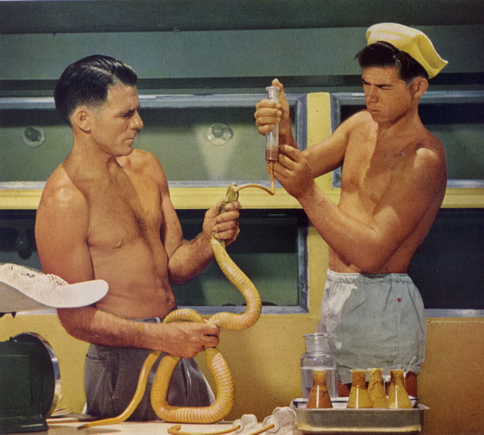 Билл Хааст верил в пользу змеиного яда. Билл Хааст верил в пользу змеиного яда.