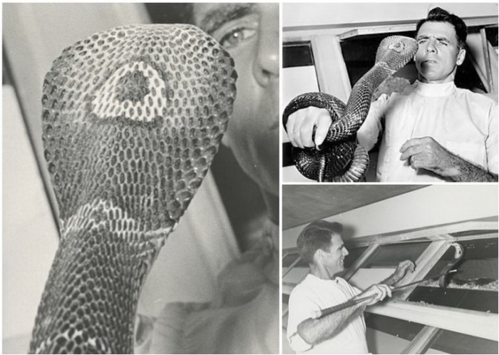 Билл Хааст за свою жизнь пережил 172 укуса ядовитых змей. Билл Хааст за свою жизнь пережил 172 укуса ядовитых змей.