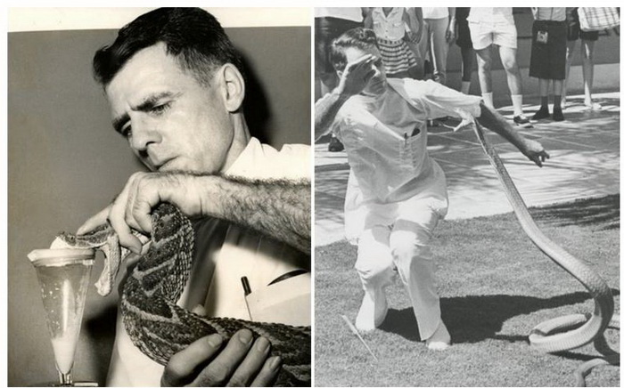 Слева - сцеживание змеиного яда; справа - выступление перед публикой. Слева - сцеживание змеиного яда; справа - выступление перед публикой.