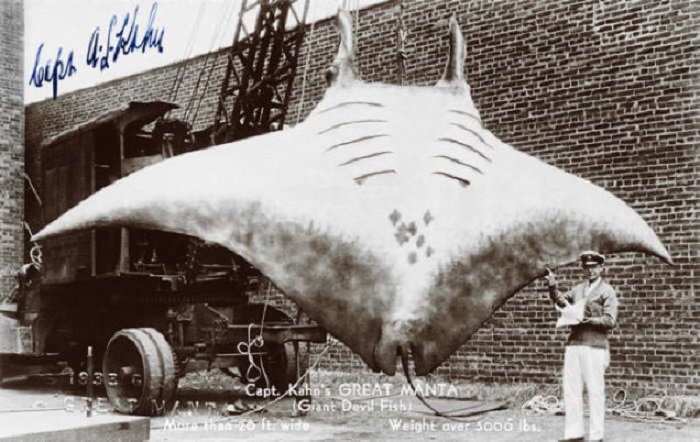 Фейковая фотография гигантского ската (манты). | Фото: gizmodo.com. Фейковая фотография гигантского ската (манты). | Фото: gizmodo.com.