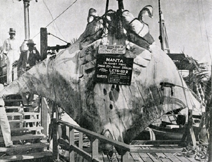 Реальный снимок подводного ската (манты). | Фото: gizmodo.com. Реальный снимок подводного ската (манты). | Фото: gizmodo.com.