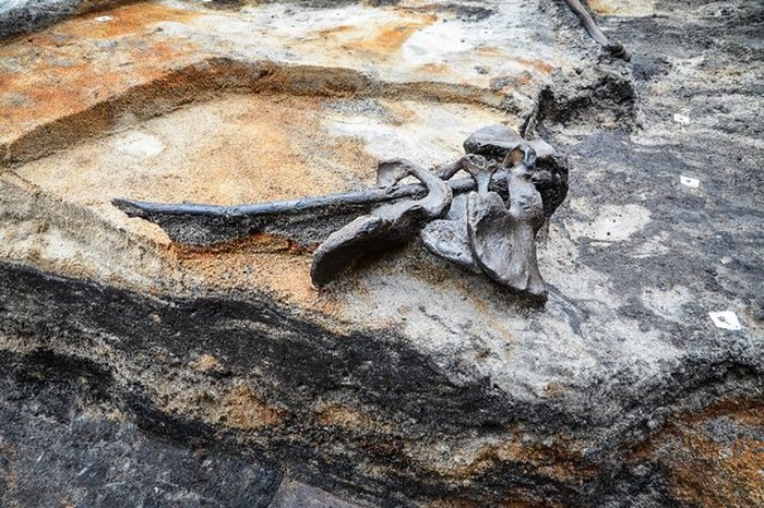 Четыре тазовые кости, найденные в Алкен Энге. | Фото: cas.au.dk. Четыре тазовые кости, найденные в Алкен Энге. | Фото: cas.au.dk.