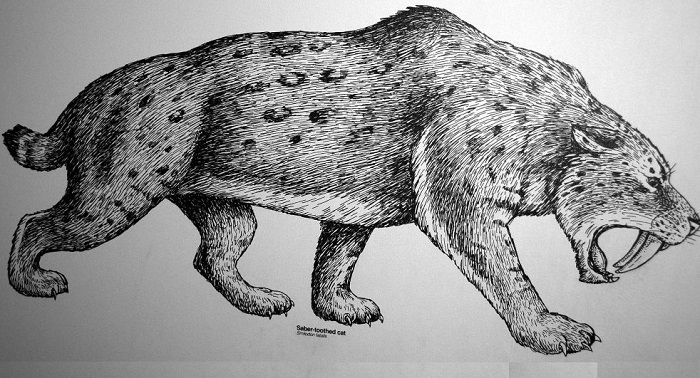 Smilodon fatalis - доисторический саблезубый тигр. | Фото: historicmysteries.com. Smilodon fatalis - доисторический саблезубый тигр. | Фото: historicmysteries.com.