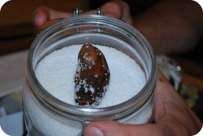 Палец хранится в банке с солью. Палец хранится в банке с солью.