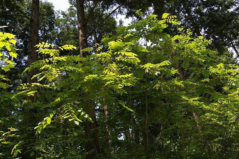 Доспехи самураев и знаменитый японский лак