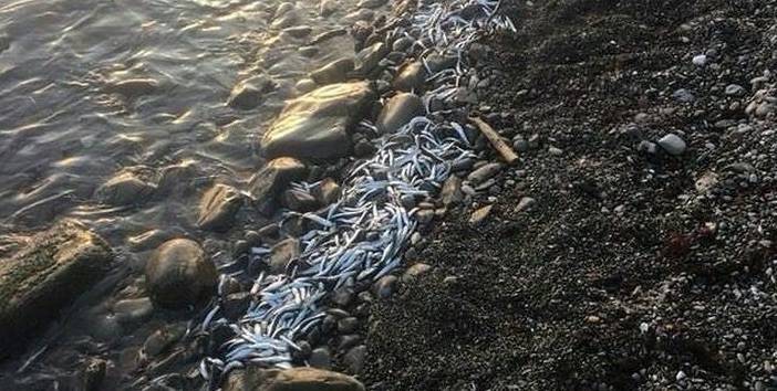 Рыбные войны: Крым против Кавказского Причерноморья