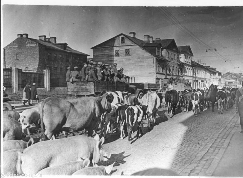 Скот и война