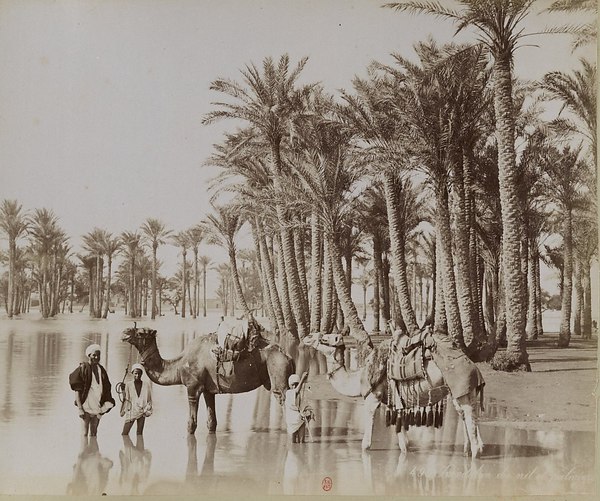 Приключения шотландца в Африке