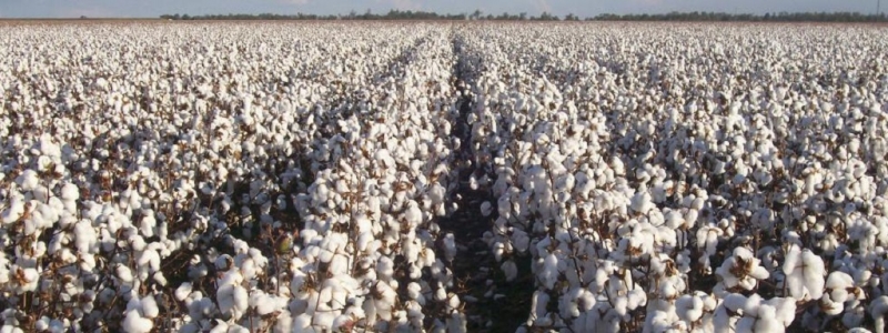 «Шараф, ну что, будет хлопок? Если нет, учти, будешь иметь дело со мной»