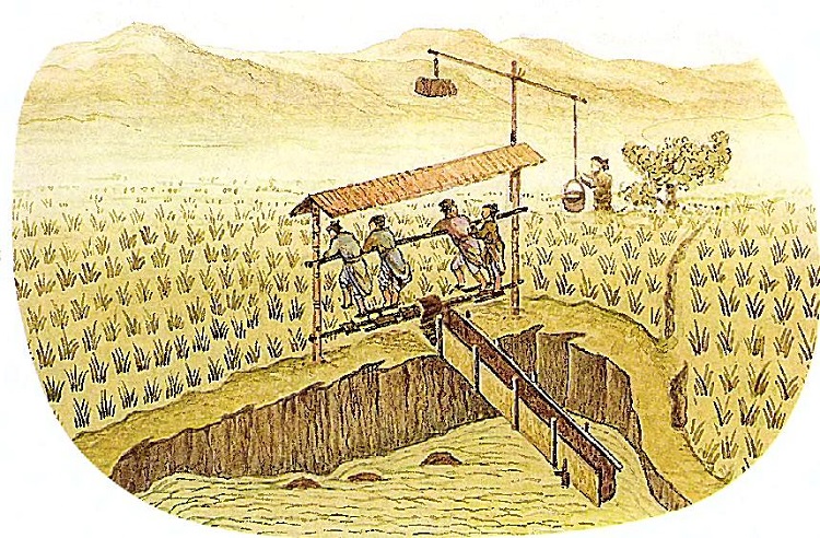 Выращивание зерна вызвало к жизни государство 