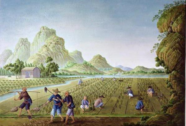 Выращивание зерна вызвало к жизни государство 