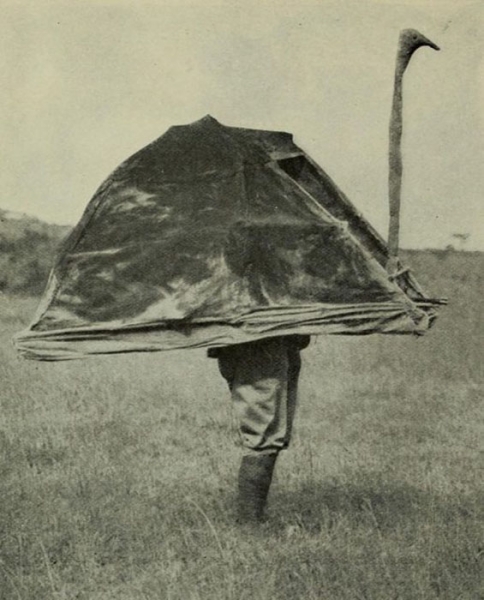 Как хладнокровный враг животных стал зоозащитником: Отец таксидермии Карл Эйкли