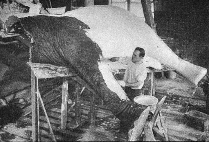 Как хладнокровный враг животных стал зоозащитником: Отец таксидермии Карл Эйкли