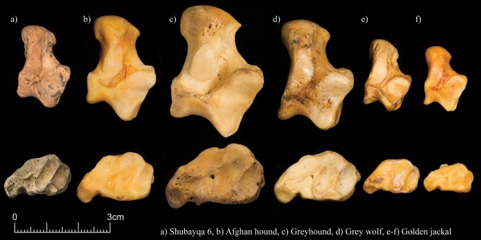 Археологи узнали, когда и для чего древние люди впервые приручили собак