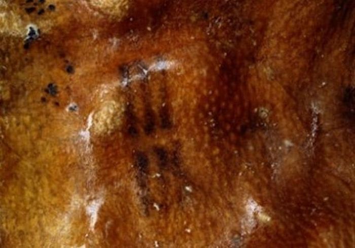 О чём рассказывают 10 древнейших произведений искусства, созданных доисторическими людьми