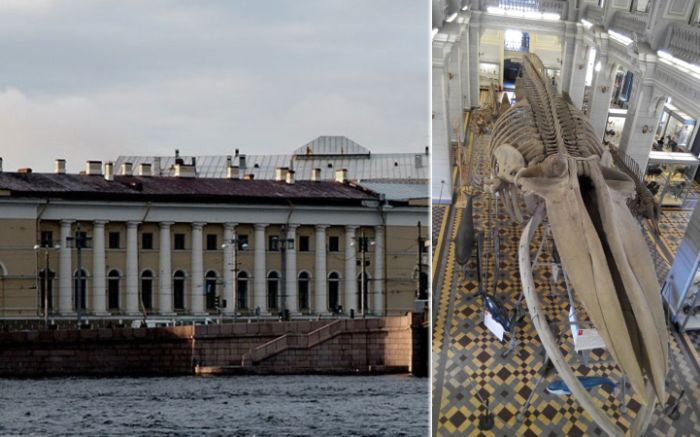 Как создавался крупнейший в России Зоологический музей и чем сегодня гордятся его сотрудники