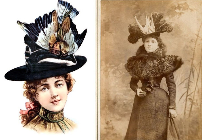 Мода на грани безумия: Как в XIX веке дамы украшали себя чучелами птиц и мёртвыми насекомыми