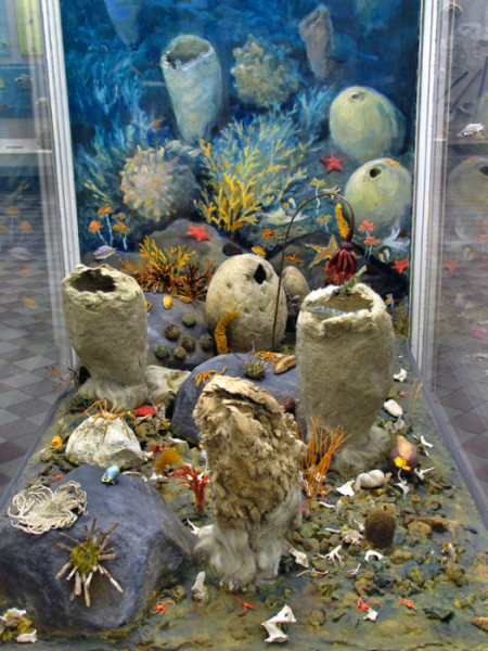 Как создавался крупнейший в России Зоологический музей и чем сегодня гордятся его сотрудники