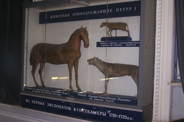 Как создавался крупнейший в России Зоологический музей и чем сегодня гордятся его сотрудники