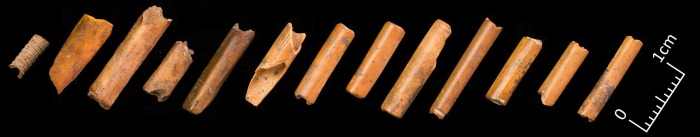 Археологи узнали, когда и для чего древние люди впервые приручили собак