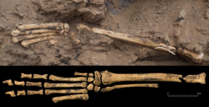 Археологи узнали, когда и для чего древние люди впервые приручили собак