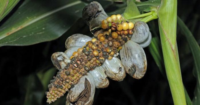 10 странных проблем, которые не давали спокойно жить древним людям