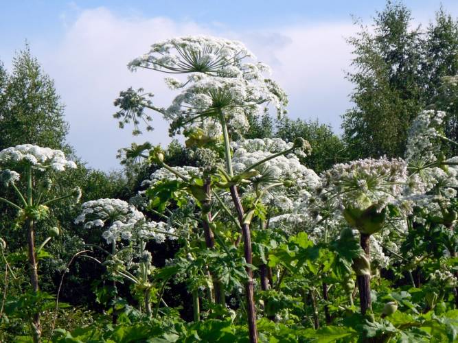 Как борщевик заполонил Россию?