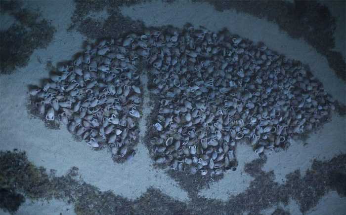 Учёные раскрыли тайны кораблекрушения римского галеона времён Иисуса