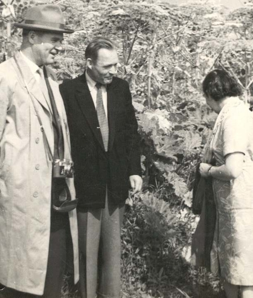 Как борщевик заполонил Россию?